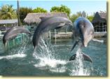 Swim with dolphins at Dolphins Plus