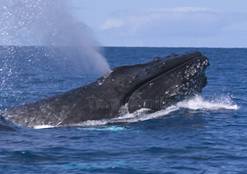 whale