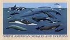 whale1