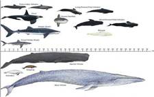 whale2